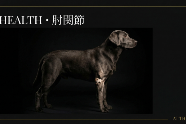 アジリティ犬の肘関節形成不全（ED）｜前肢高負荷の管理と競技復帰プロトコル