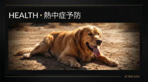 アジリティ犬の熱中症予防と応急処置｜夏の安全管理