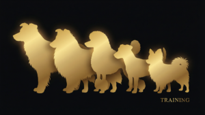 犬種別アジリティ適性ランキング｜向いている犬種10選