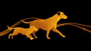 犬のアジリティは何歳から始められる？子犬・成犬・シニア犬別の始め方と注意点